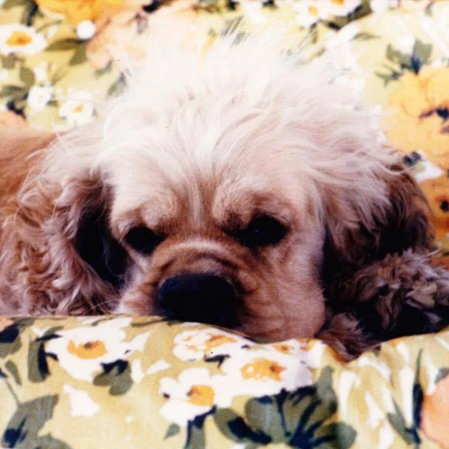 Gidget - Cocker Spaniel